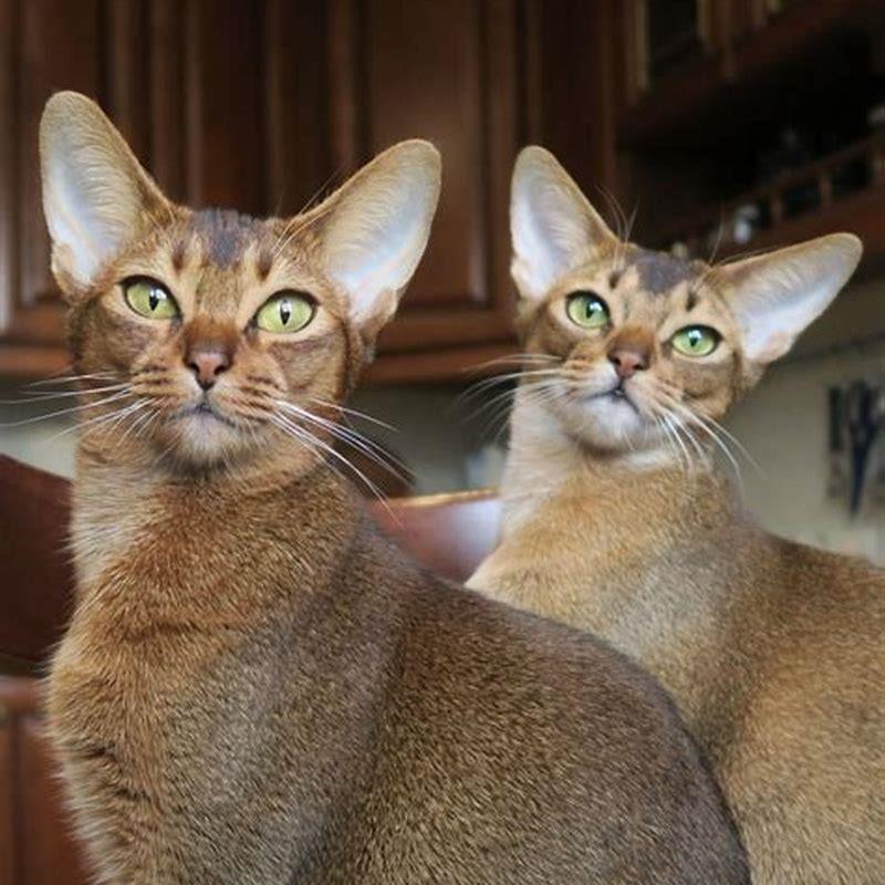 Are Abyssinian cats expensive?