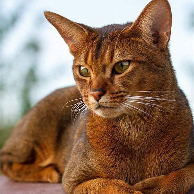 Are Abyssinian Cats Rare Diy Seattle