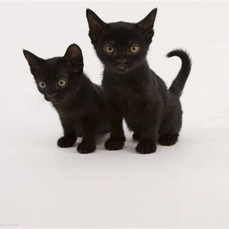 Are all black cats Bombay cats?