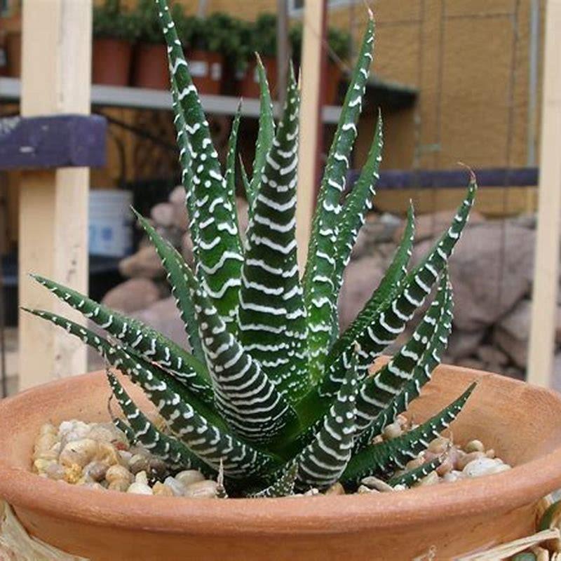 Are all haworthia safe for cats?