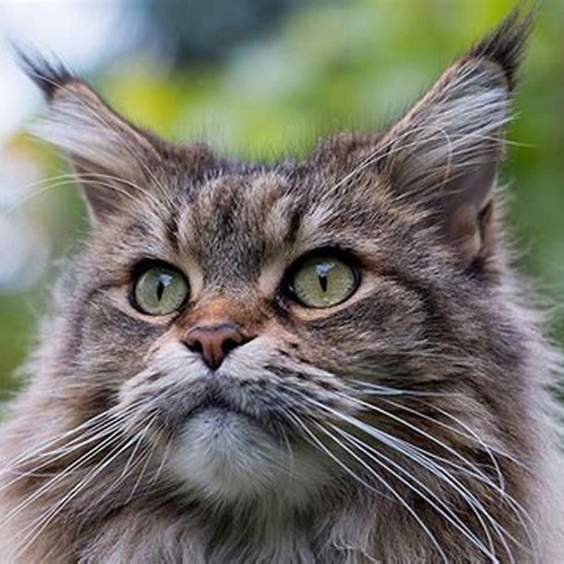 Are all Maine Coon cats large? - DIY Seattle