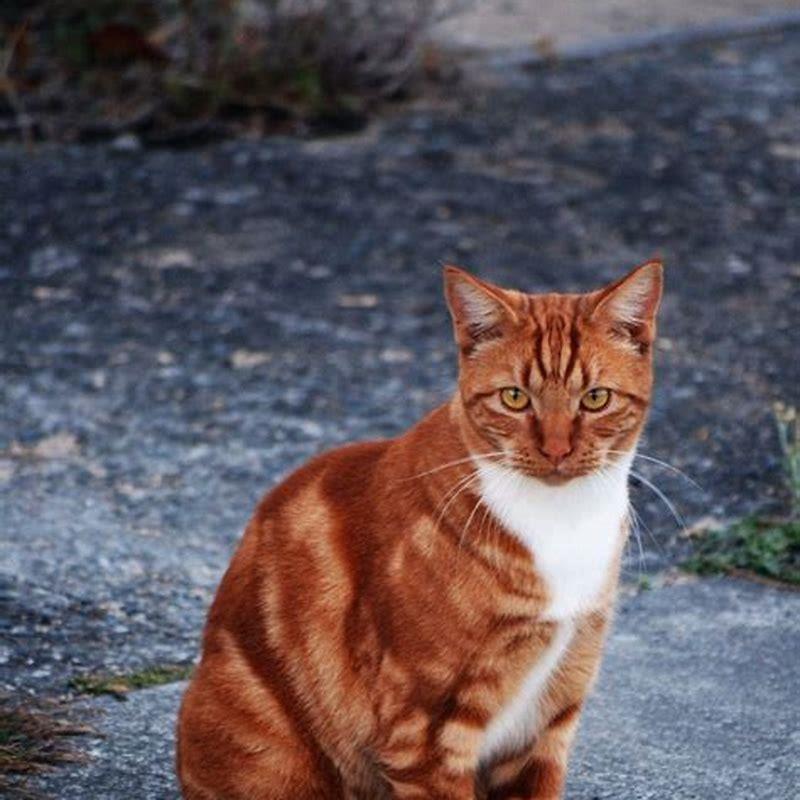 Are all orange cats tom cats?