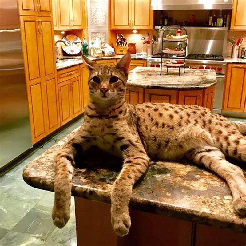 Are all Savannah cats large?