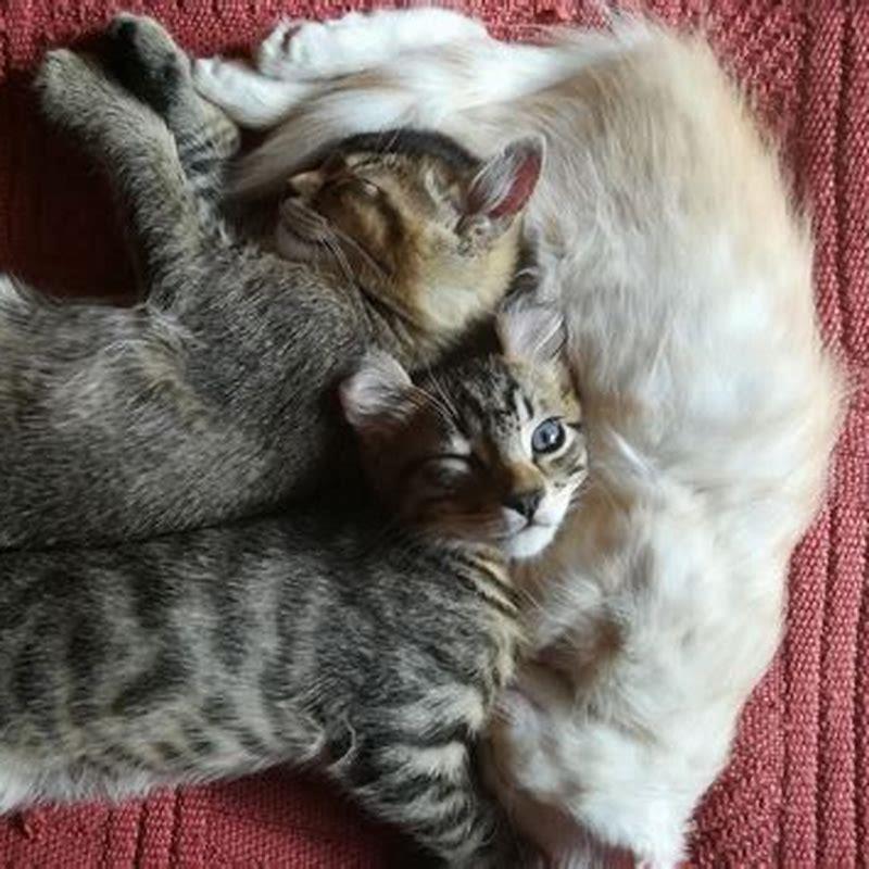 Are American Curl cats cuddly?