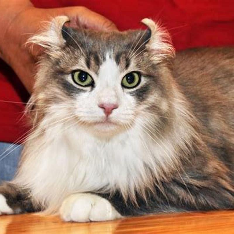 Are American Curl cats lap cats?
