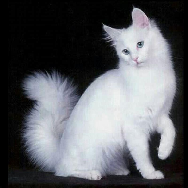 Are Angora cats rare? - DIY Seattle