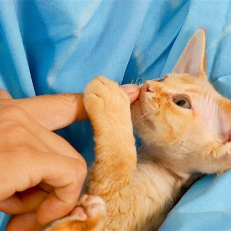 Are any cats really hypoallergenic?
