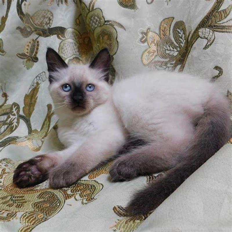 Are Balinese cats good pets?