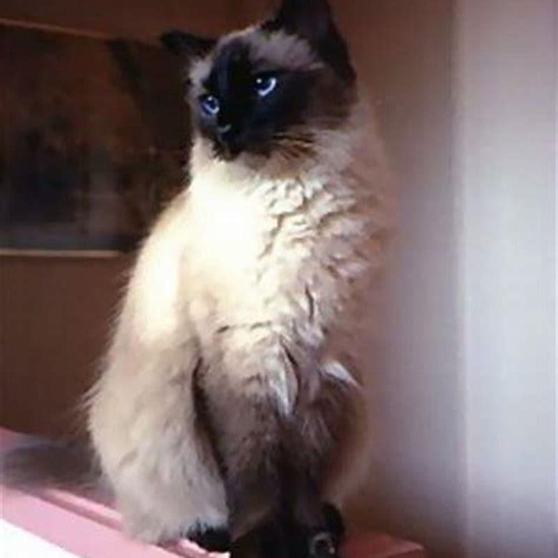 Are Balinese cats high maintenance?