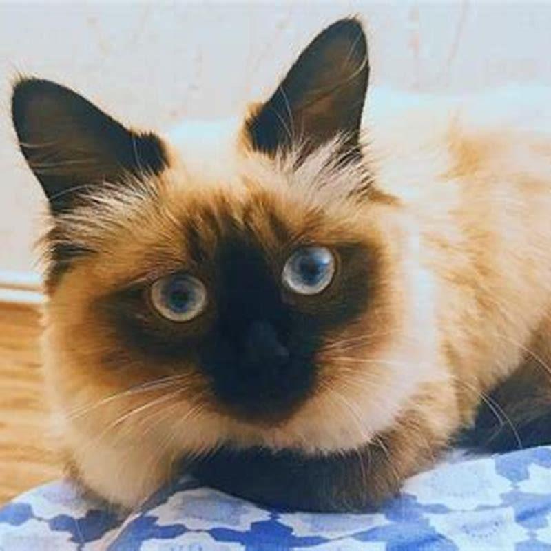 Are Balinese cats popular?