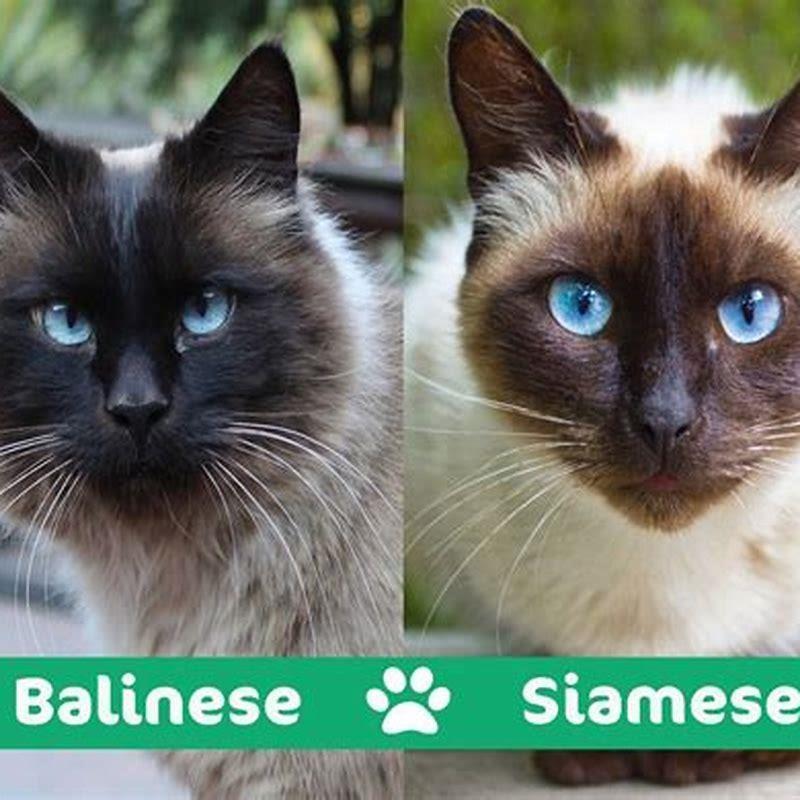 Are Balinese cats related to Siamese?