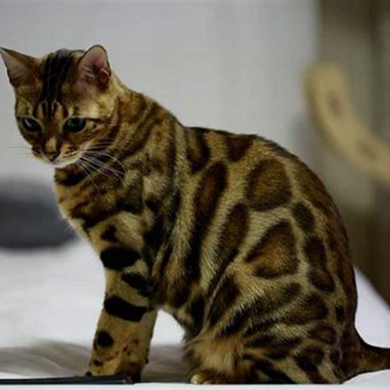 Are Bengal cats bigger than domestic cats?