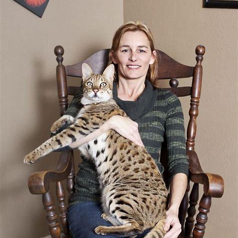 Are Bengal house cats illegal? - DIY Seattle