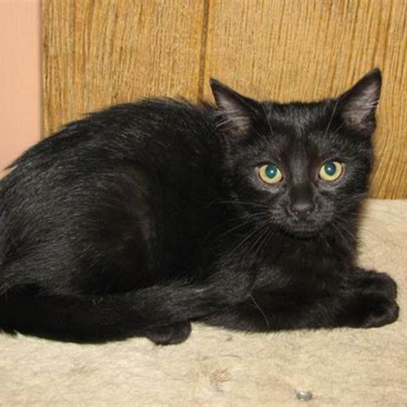 Are Black Cats More Prone To Kidney Disease