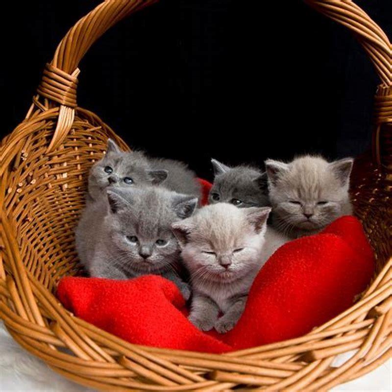 Are British shorthair cats small?