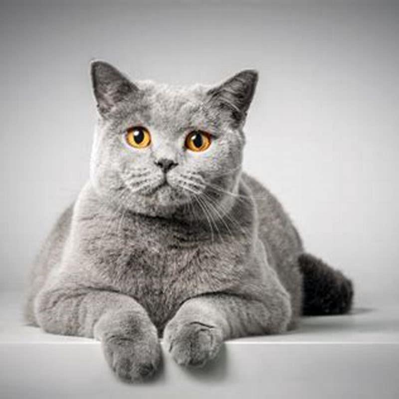 Are British Shorthair good for first time owners?