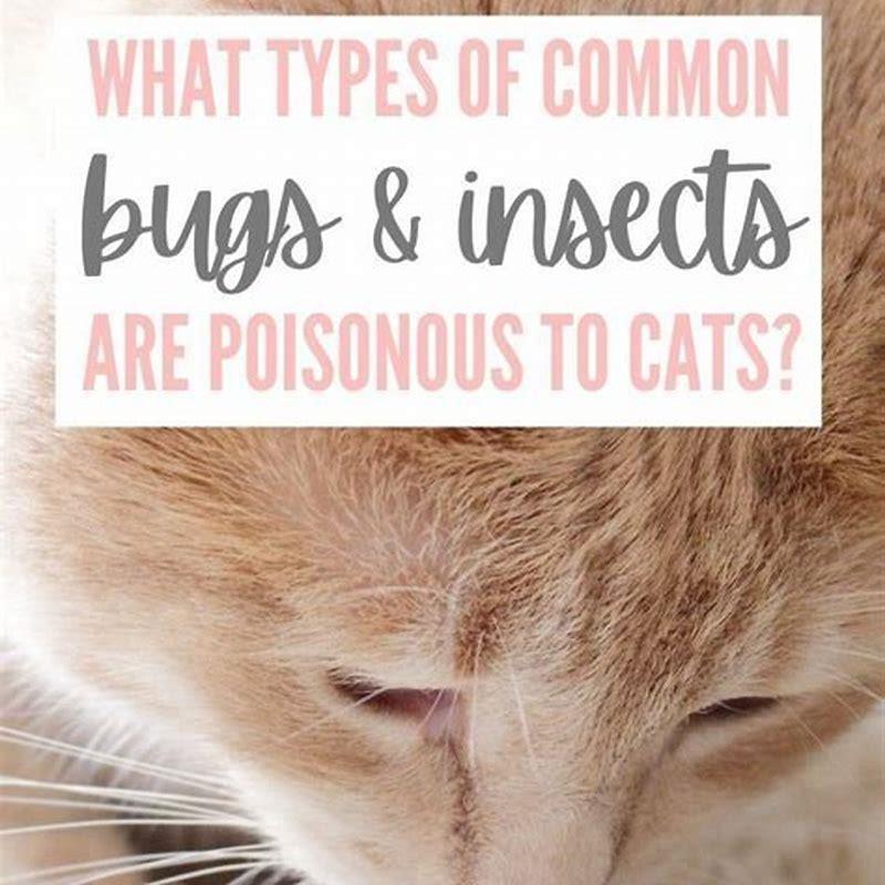 are-bugs-toxic-to-cats-diy-seattle