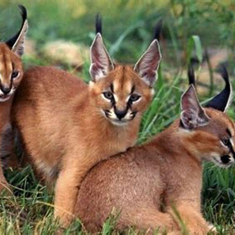 Are caracal cats rare? - DIY Seattle