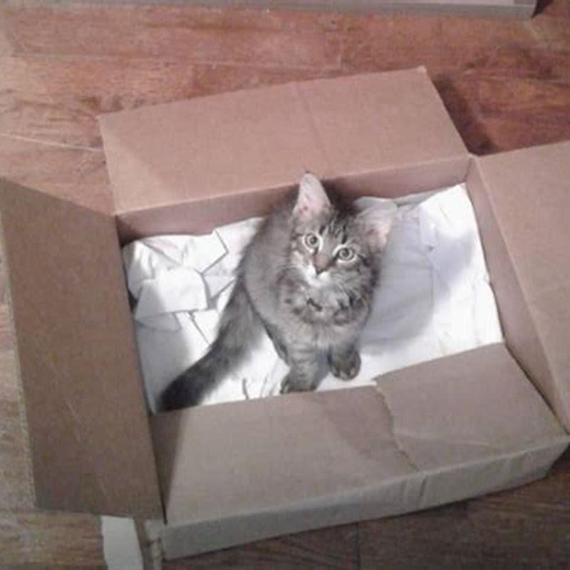 Are cardboard boxes good for cats?