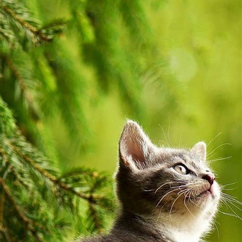Are cats afraid of citrus? DIY Seattle
