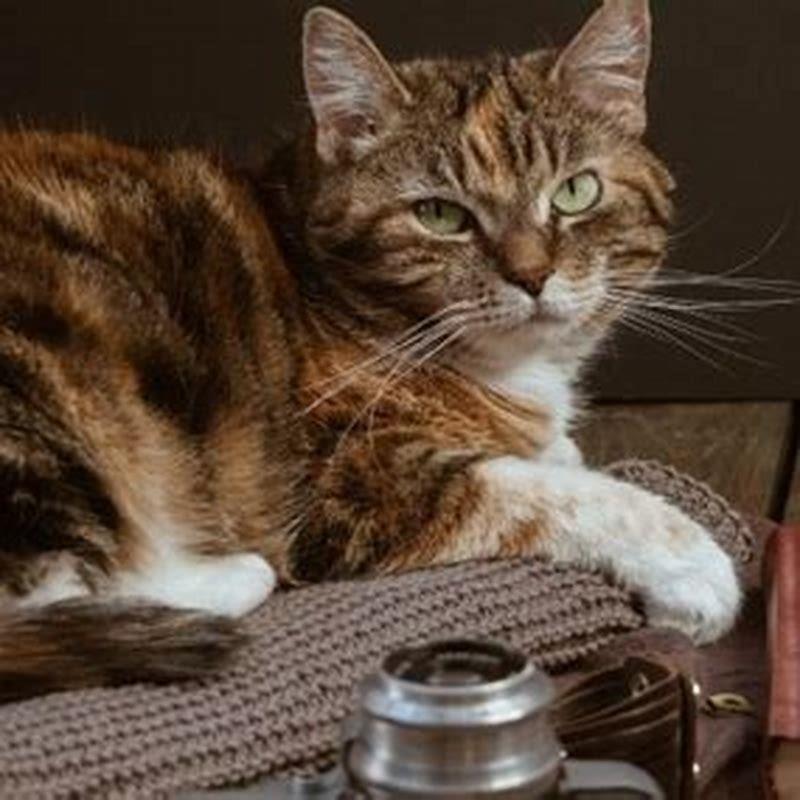 Are cats attracted to succulents?