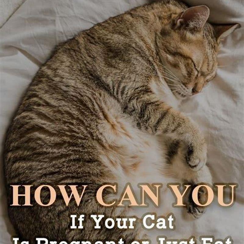 Can I Clean Cat Litter When Pregnant