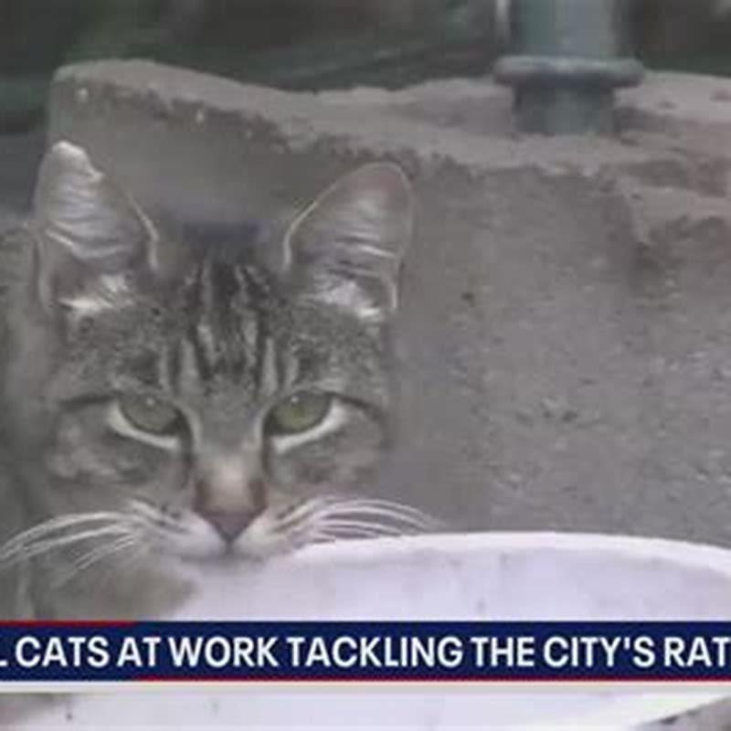 are-cats-good-against-rats-diy-seattle