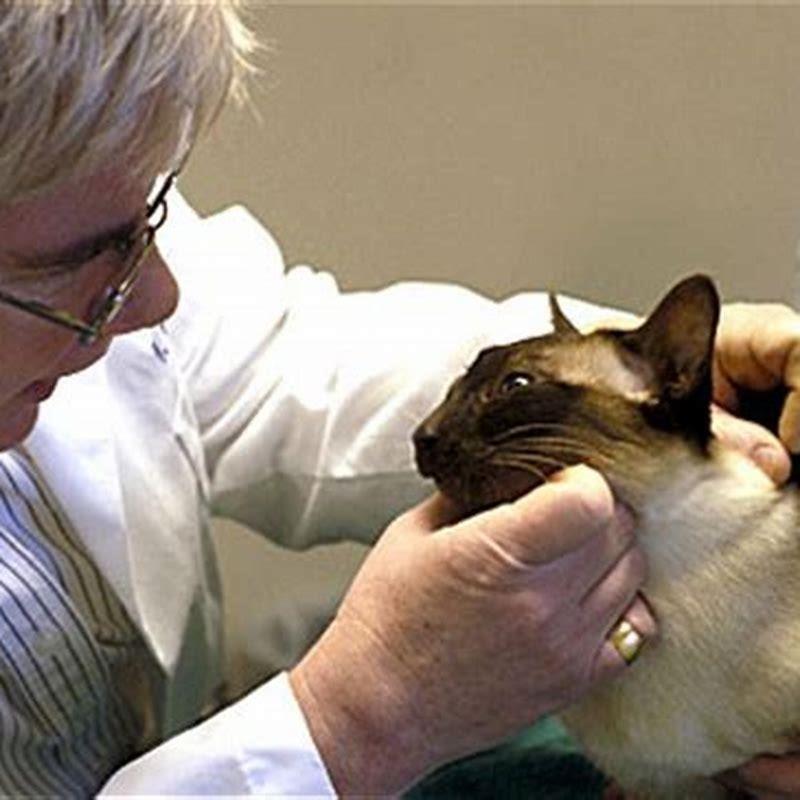 Are cats immune to ticks?