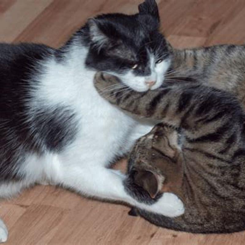 Are cats more likely to fight at night?
