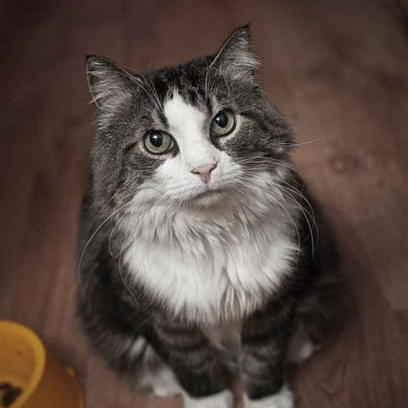 are-cats-natural-diy-seattle
