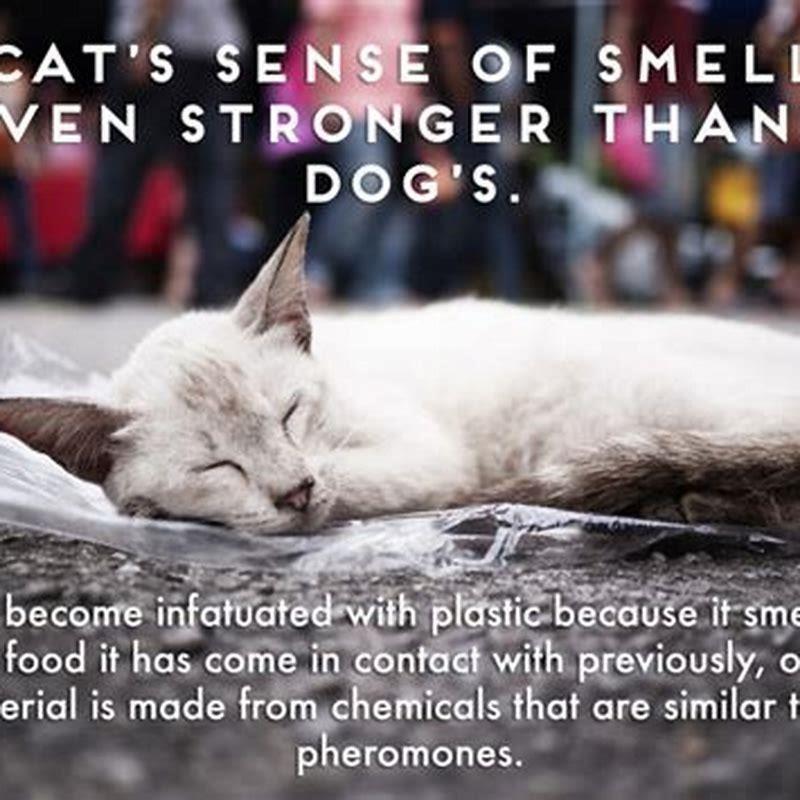 Are cats really better than dogs?
