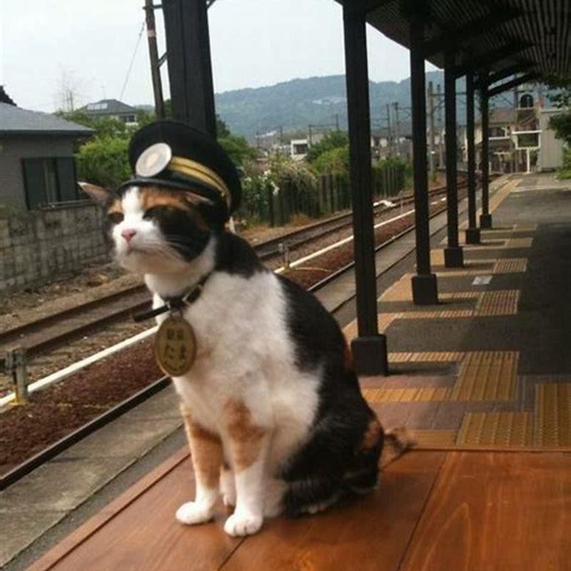 Are cats respected in Japan?
