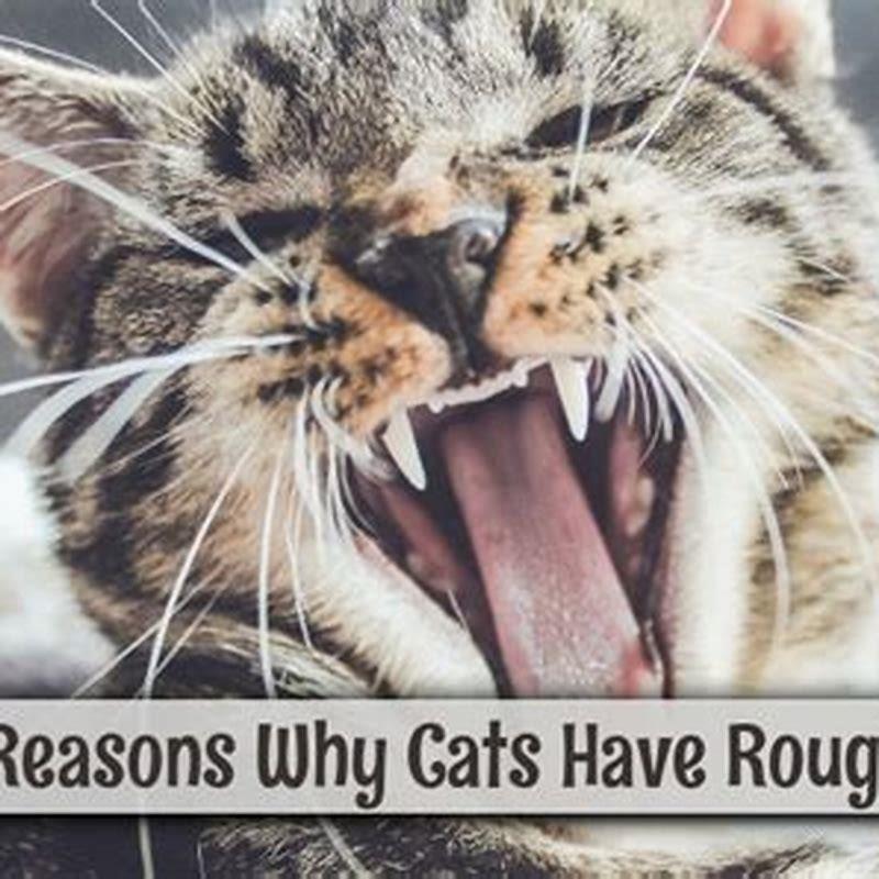 are-cats-tongues-sandpaper-diy-seattle