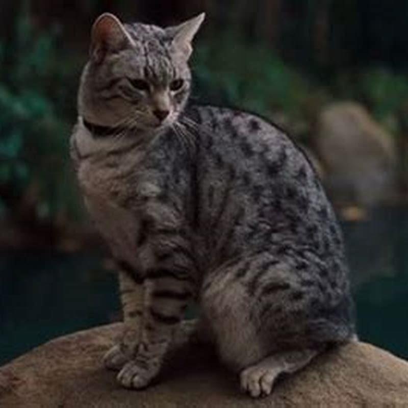 Are Egyptian Maus lap cats?