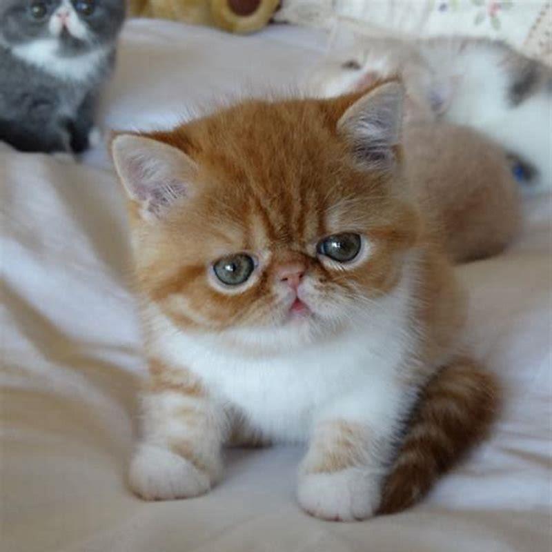 Are exotic cats friendly?