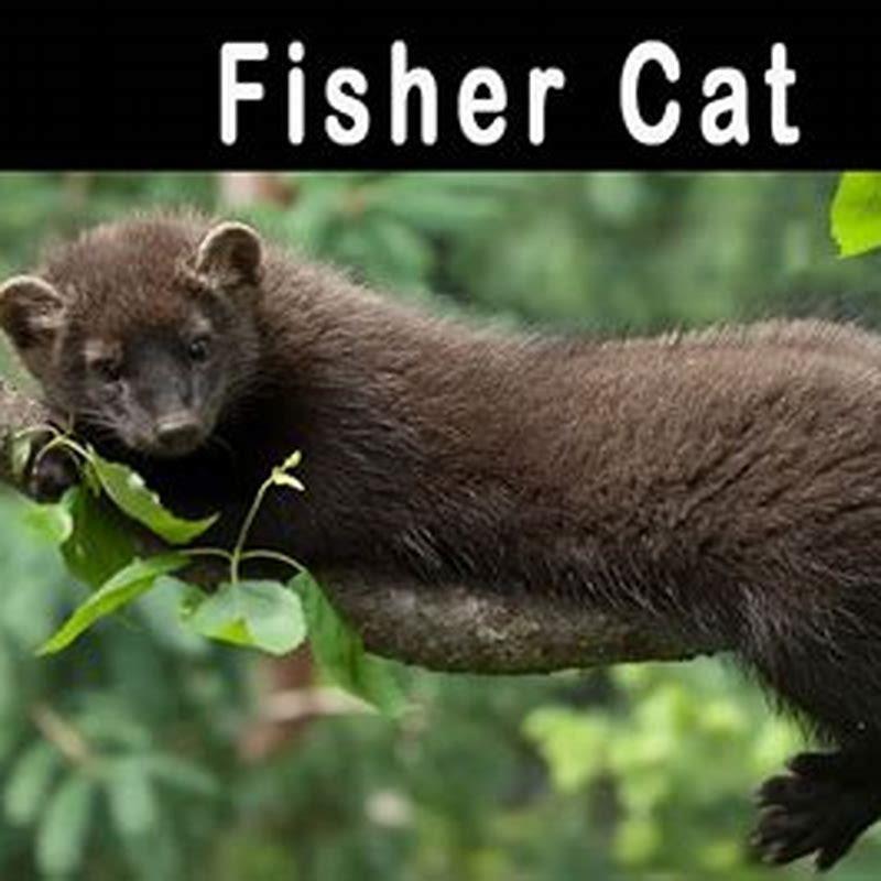 are-fisher-cats-aggressive-diy-seattle