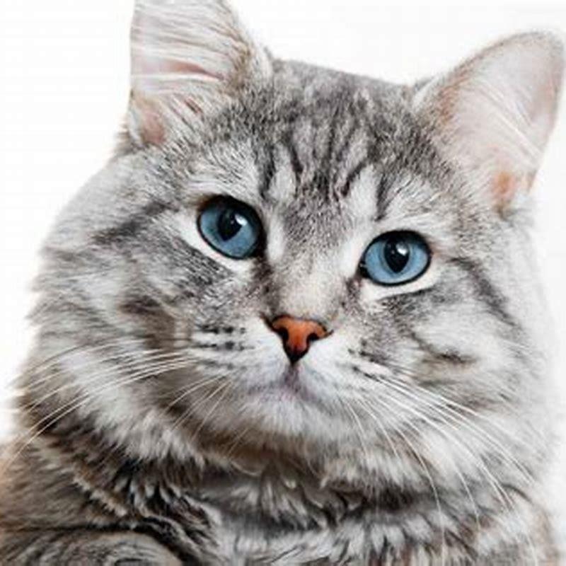 Are GREY tabby cats friendly?