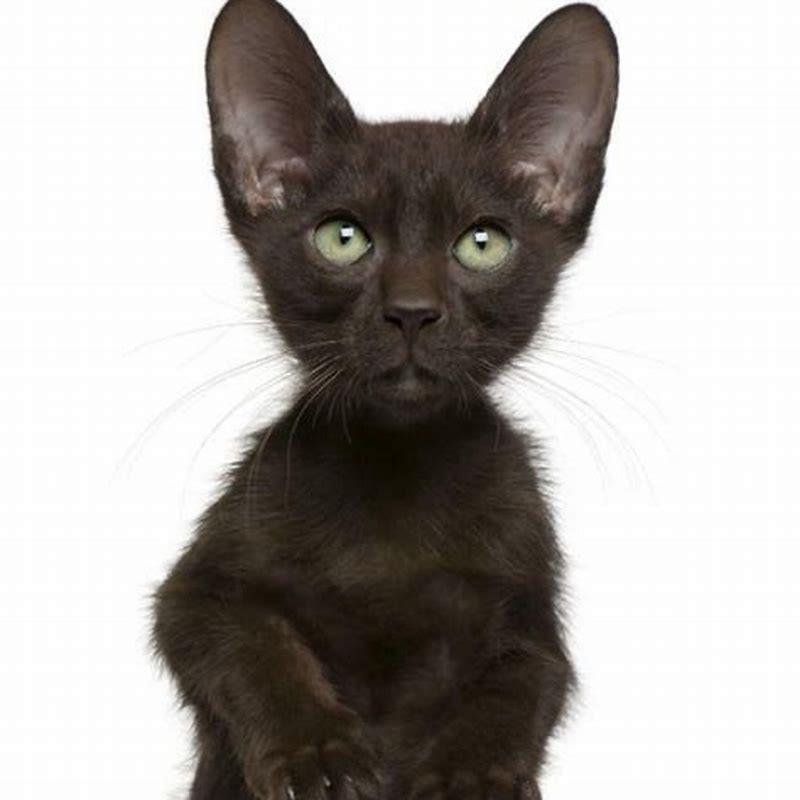 Are Havana Brown cats healthy?