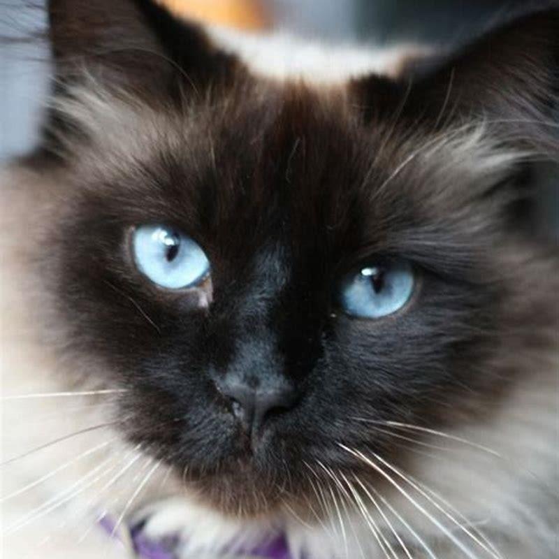 Are Himalayan cats lap cats? - DIY Seattle