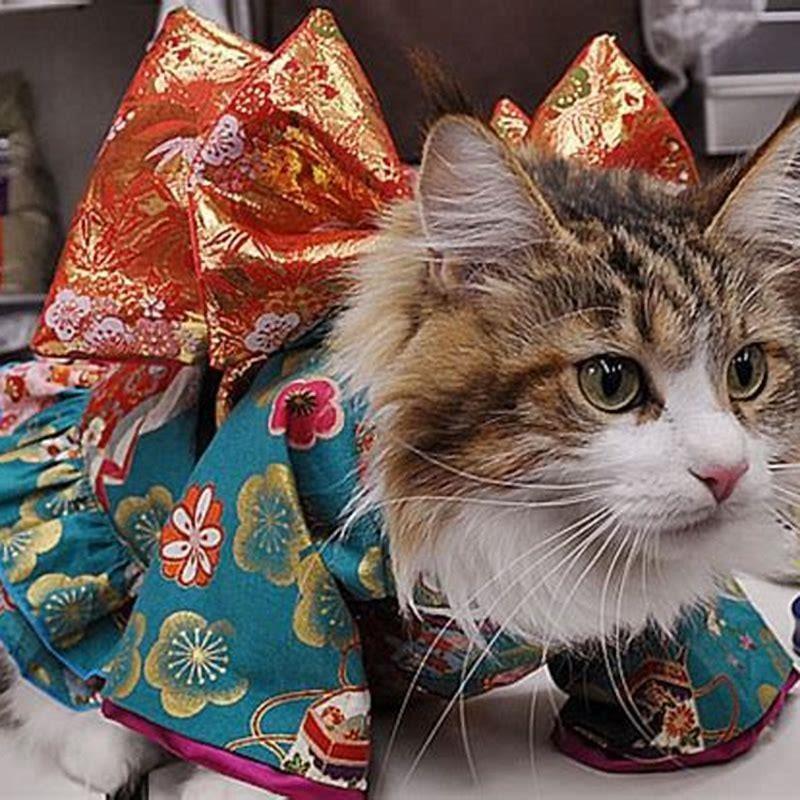 Are Japanese people obsessed with cats?