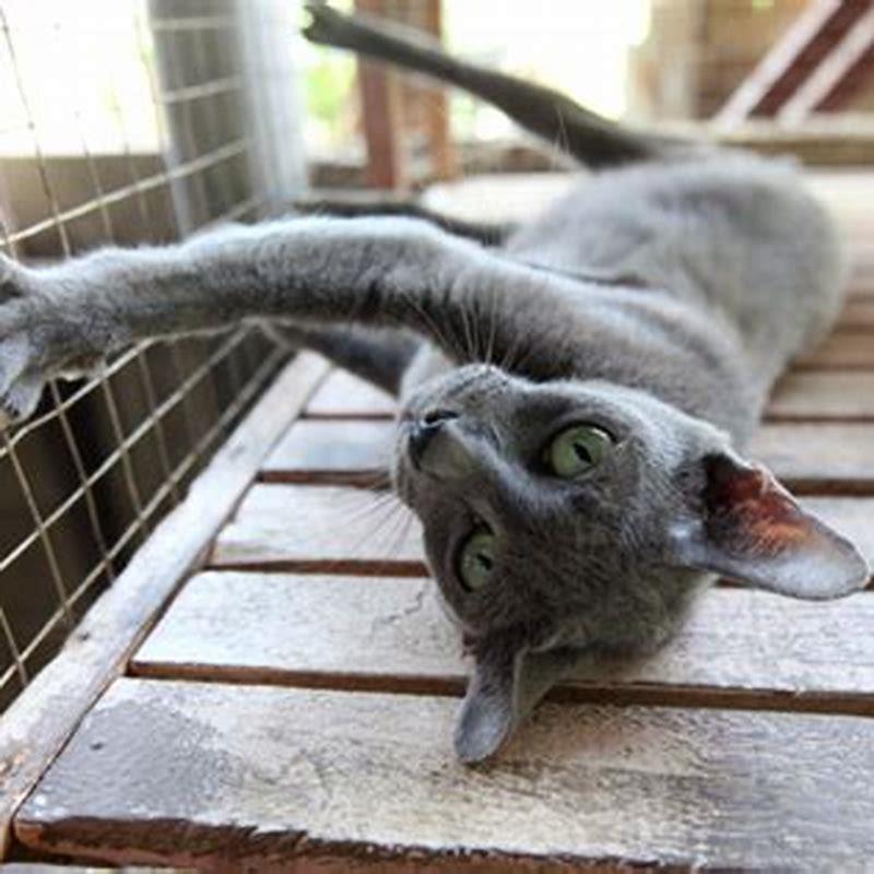 Are Korat cats clingy?