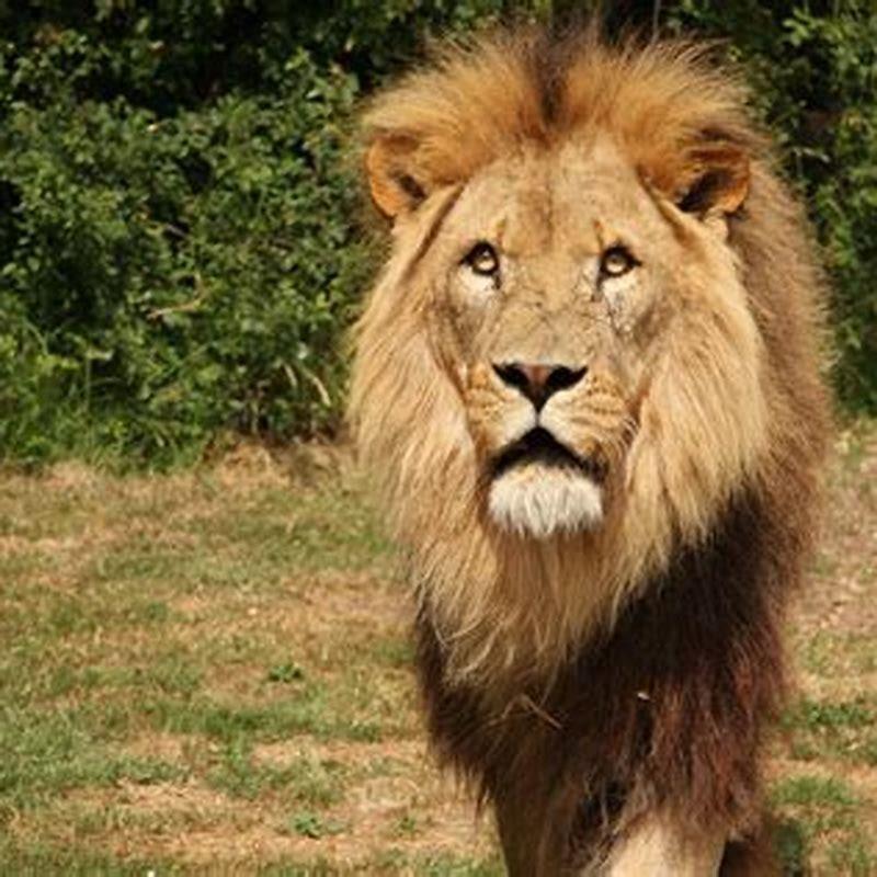 Are Lions just big cats?