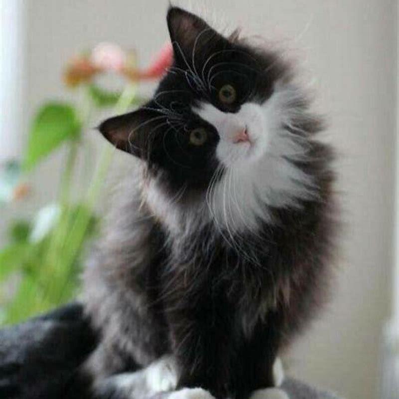 Do Long Haired Cats Need To Be Shaved