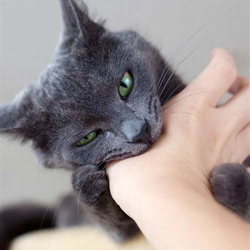 Are Love Bites with cats a thing?