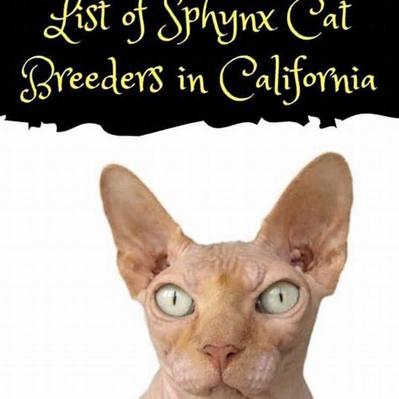 Are Lykoi cats hard to take care of?
