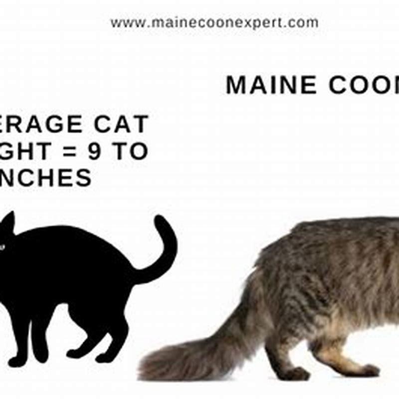 Are Maine Coon cats bigger than normal cats? - DIY Seattle