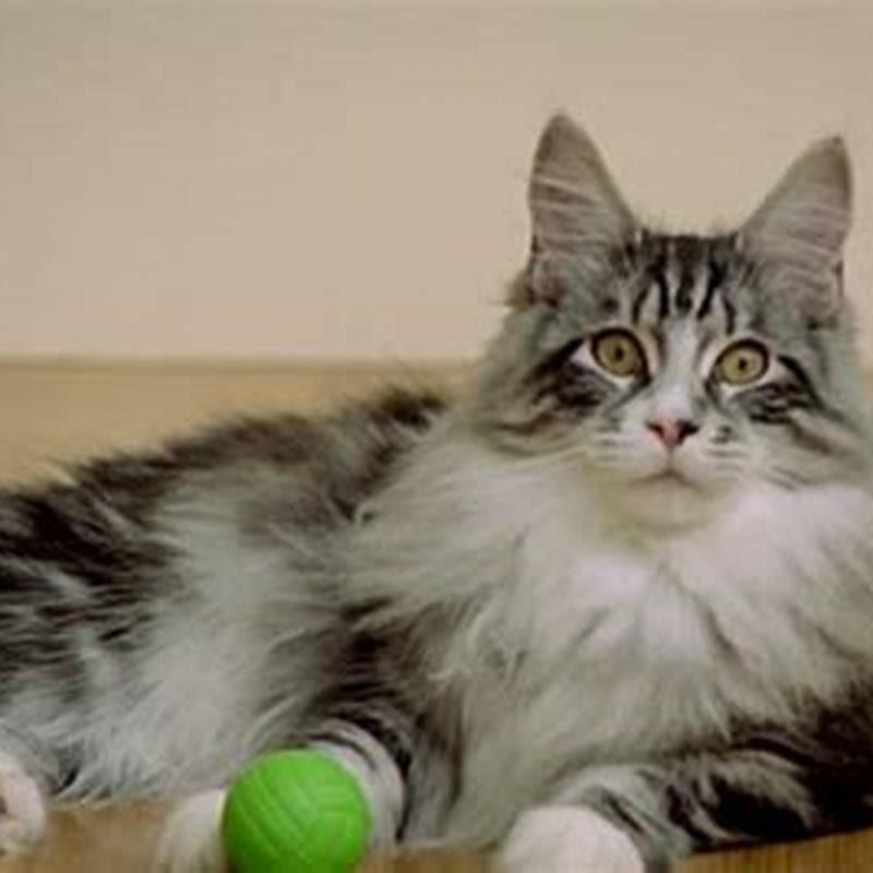 Are Maine Coon cats hard to take care of?