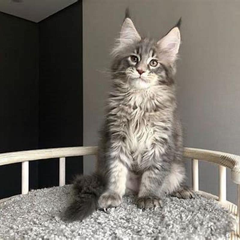 Are Maine Coons the only cats with ear tufts? - DIY Seattle