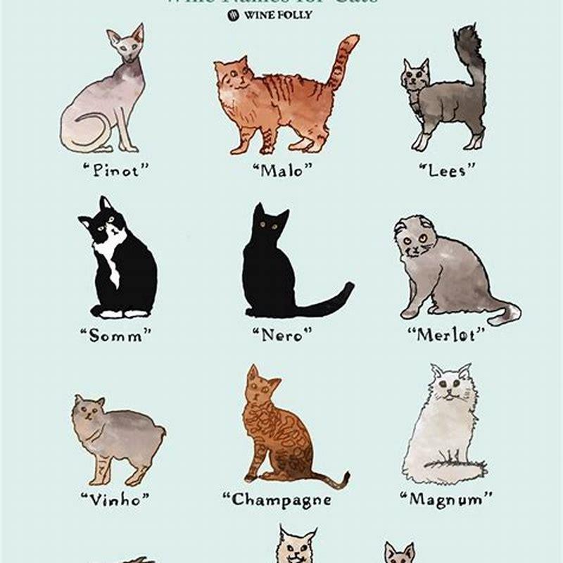 are-manx-cats-good-pets-diy-seattle