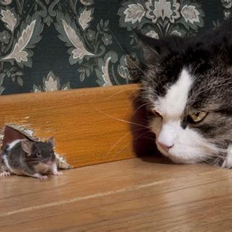 Are Mice Good For Cats DIY Seattle are-mice-good-for-cats-diy-seattle